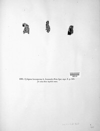 Cytospora leucosperma image